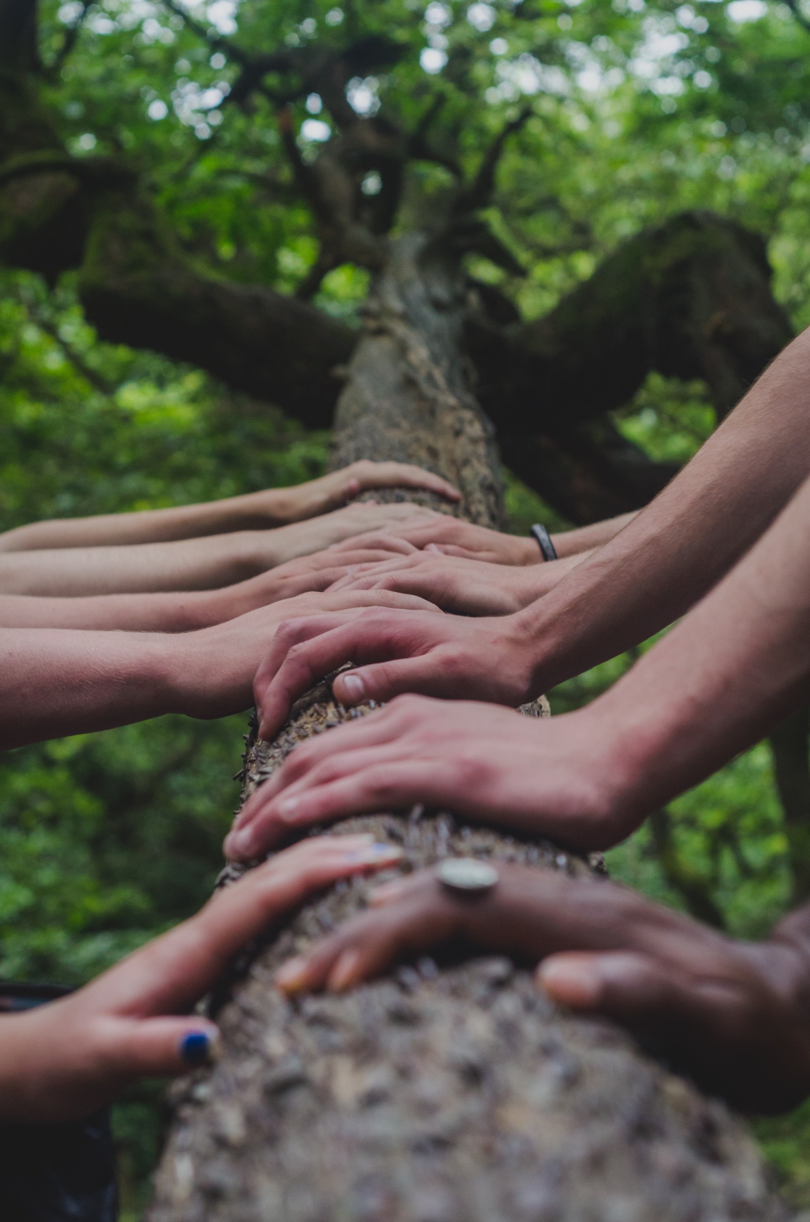 Multiple hands touching a branch