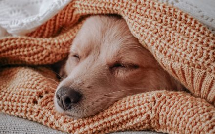 Dog under blankets