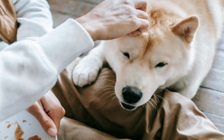 A sitting person rubs the head of a light colored, short haired dog who has put their paw on the person's leg